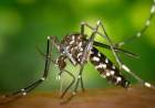 Se detectaron dos casos de dengue autóctono en la Provincia