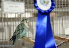 San Francisco será sede del Campeonato Mundial de Ornitología 2025 - Hemisferio Sur