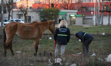 Operativo de Secuestro de Equinos y Limpieza en el FFCC Mitre