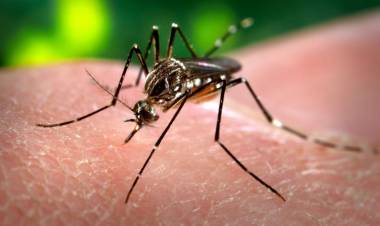 El Ministerio de Salud confirmó tres nuevos casos autóctonos de chikungunya en Córdoba capital