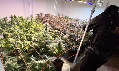 Cayó en Alicia pareja acusada de usar una ONG para producir y vender marihuana