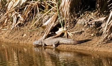 Apareció un yacaré en el Parque Cincuentenario 