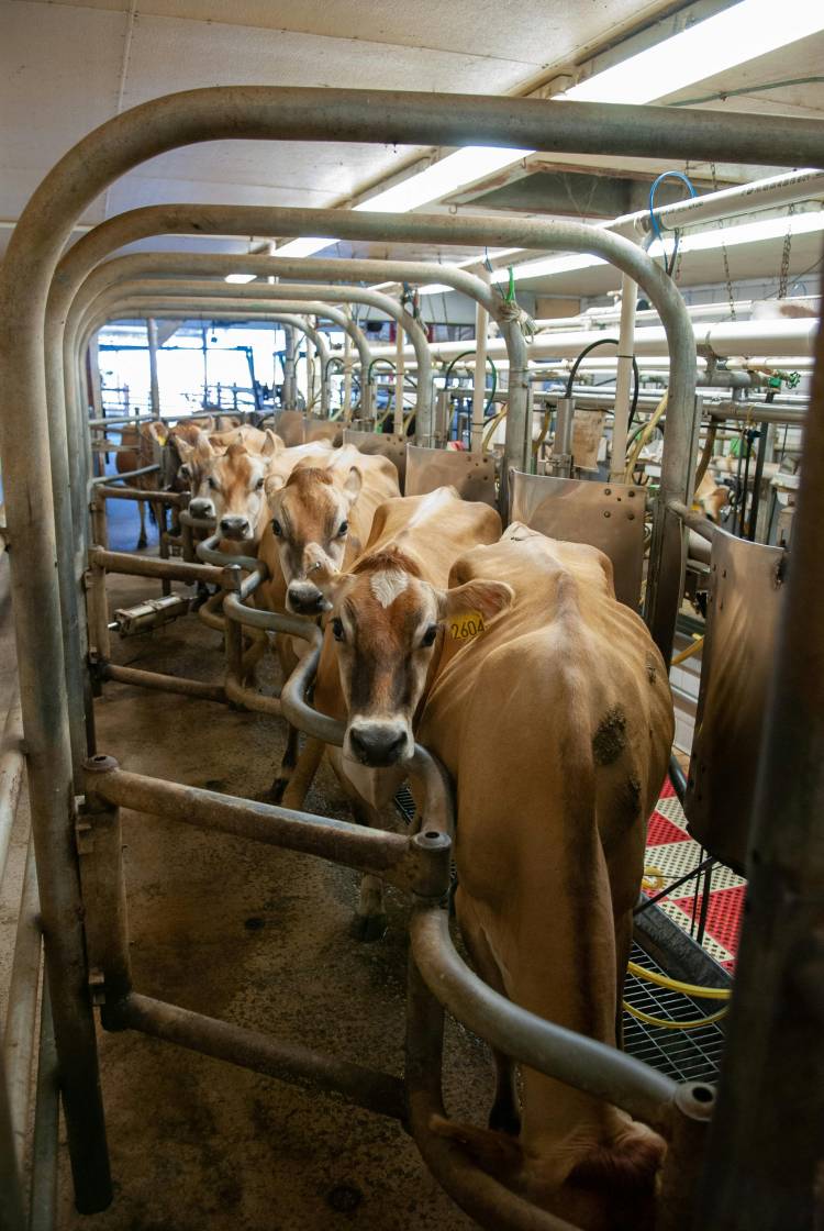 La producción de leche en Santa Fe es la más baja en 30 años