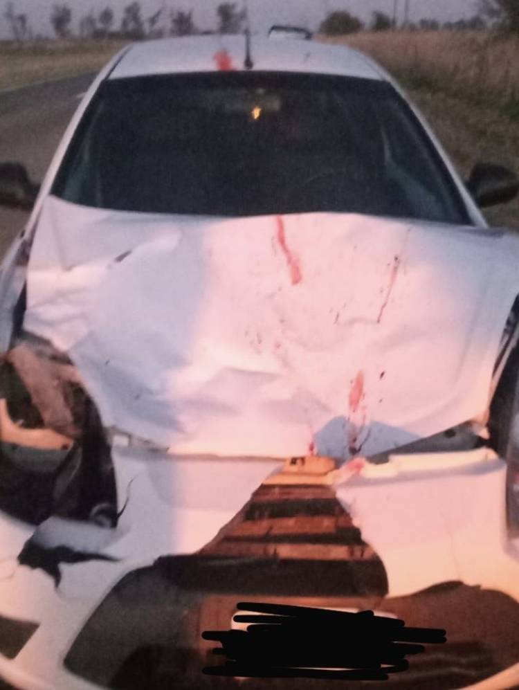 Accidente de Tránsito en Ruta Nacional 19: Impacto contra una vaca