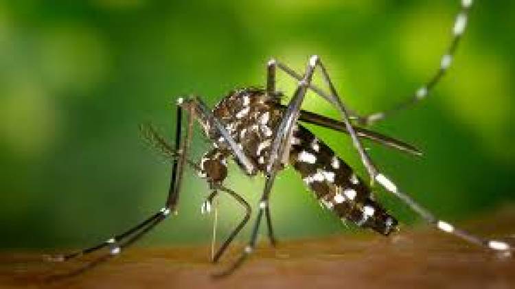 Se detectaron dos casos de dengue autóctono en la Provincia