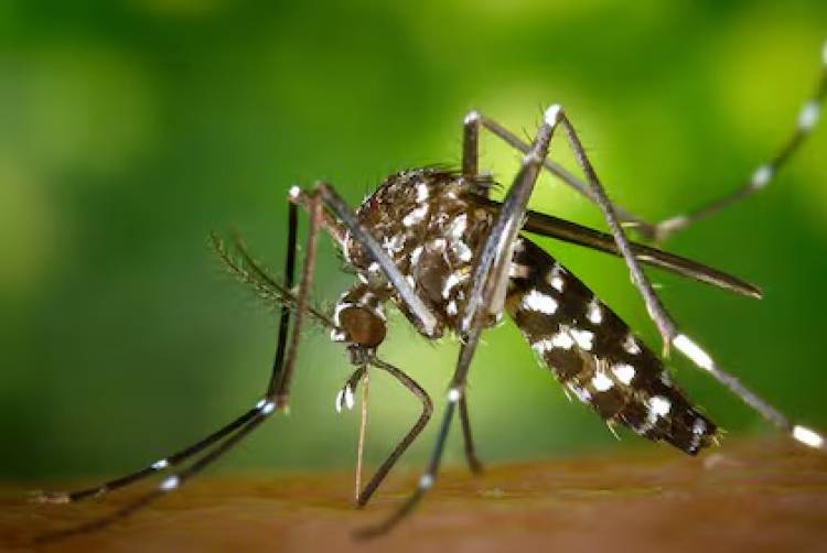 Un extracto de piel de maní inhibe el virus del dengue en diferentes etapas