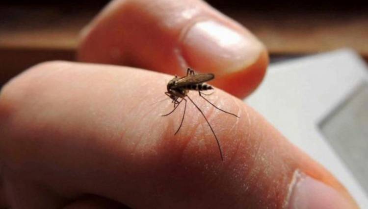 En 15 días se duplicaron los casos de dengue en Córdoba