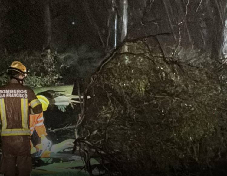 Se interrumpió el tránsito en Av. Maipú por caída de árboles por tormenta 