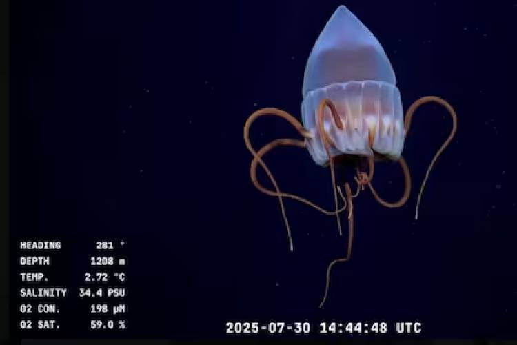 Este domingo finaliza la expedición científica en el cañón submarino Mar del Plata