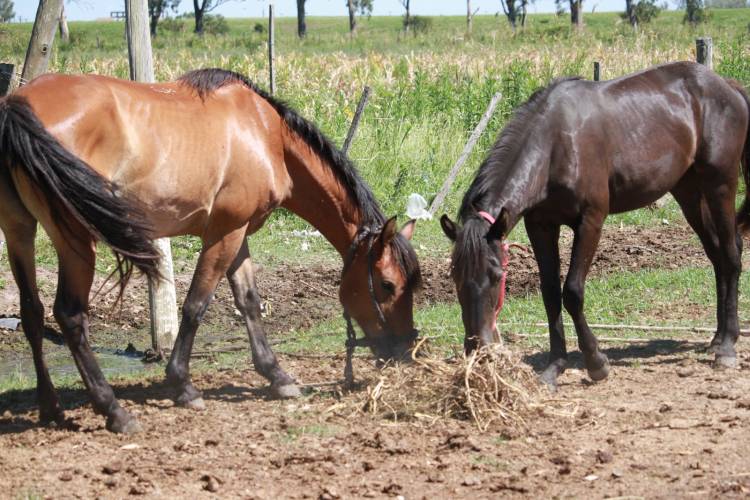 Municipio e IPEA 222 producen alfalfa para alimentar a caballos incautados en la vía pública
