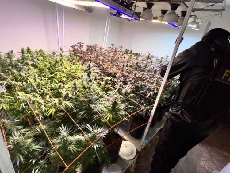 Cayó en Alicia pareja acusada de usar una ONG para producir y vender marihuana