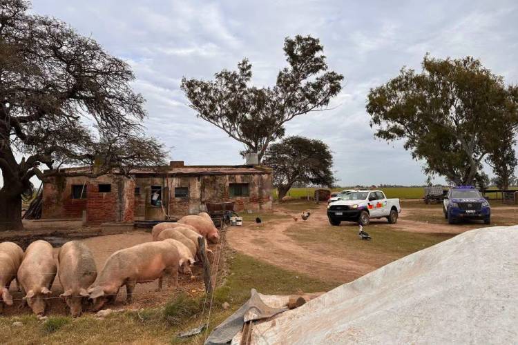 Colonia San Bartolomé: restringen el traslado de unos 200 cerdos por casos de triquinosis en la provincia